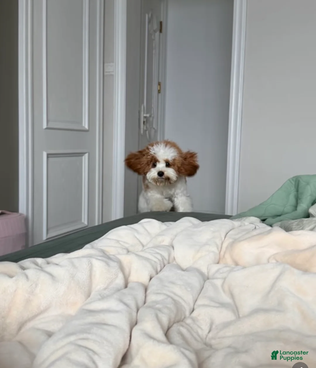 Cavapoo dogs for sale: toby - Ad 4