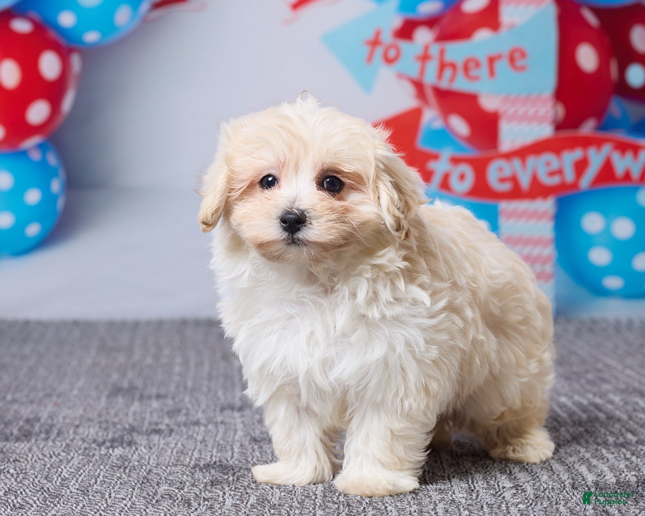 Maltipoo dogs Abby - Ad 2