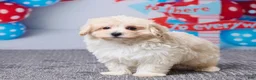 Maltipoo dogs for sale: Abby - Ad 2