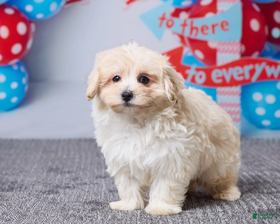 Maltipoo dogs for sale: Abby - Ad 2