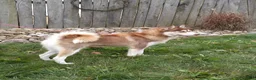 Pomsky dogs for sale: Tessa - Ad 6