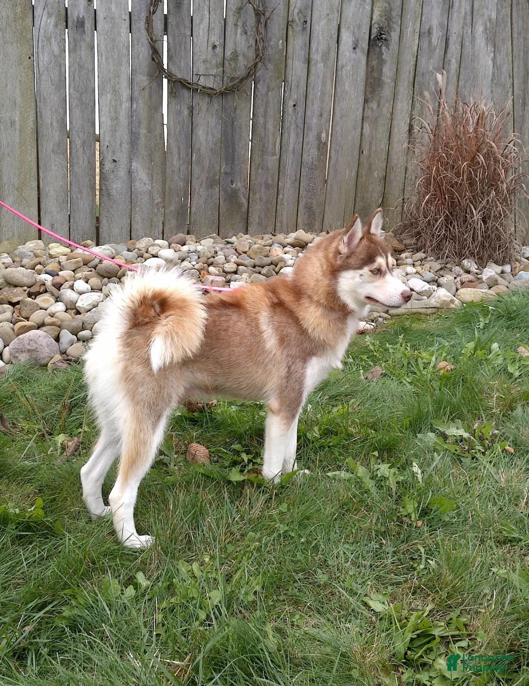 Pomsky dogs for sale: Tessa - Ad 6
