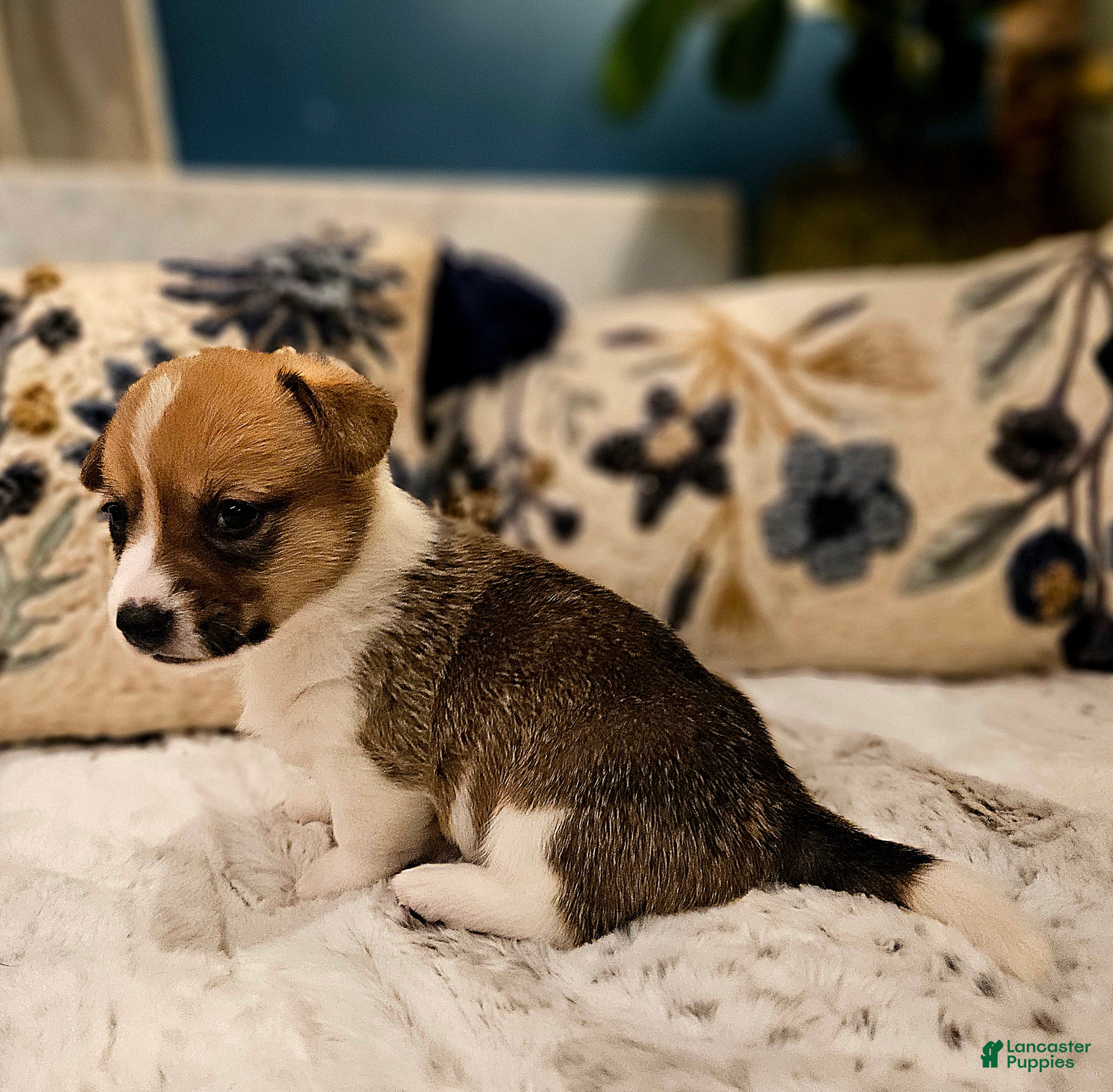 Mixed Breed dogs Coco - Ad 33