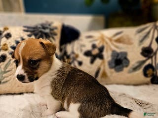 Mixed Breed dogs Coco - Ad 37