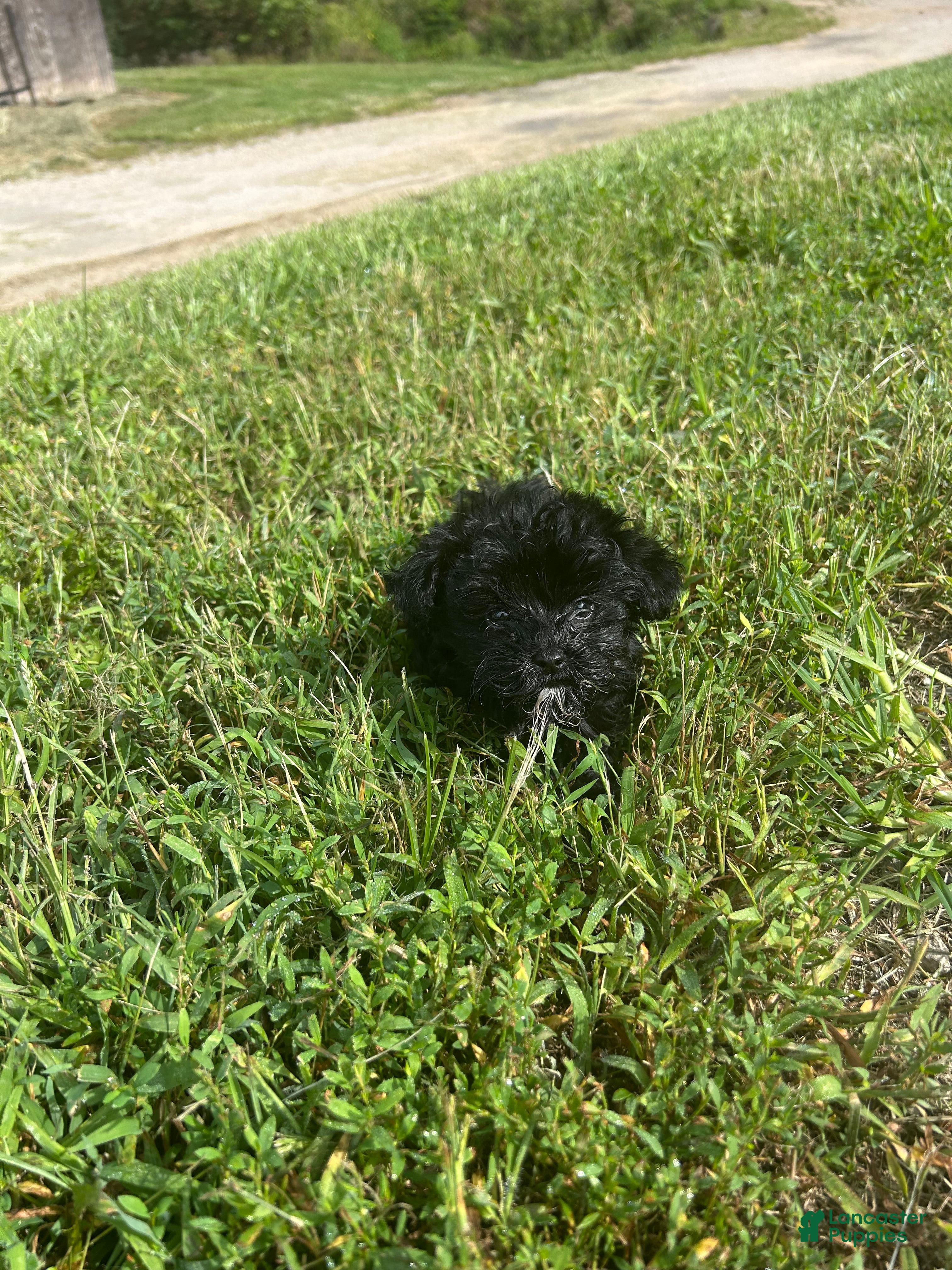 Yorkiepoo dogs Yorkiepoo 1 - Ad 2