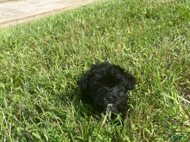 Yorkiepoo dogs Yorkiepoo 1 - Ad 2