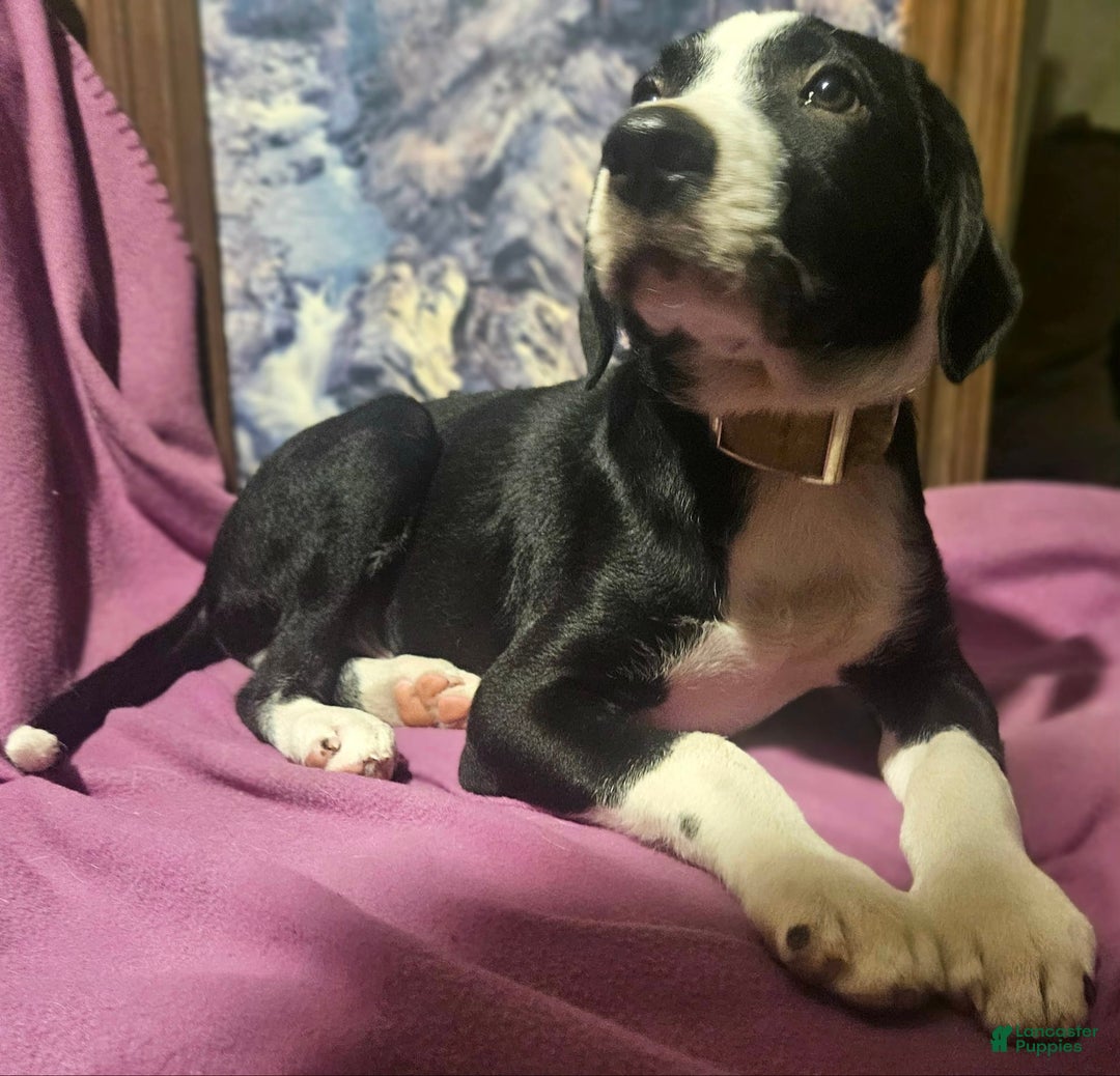 Border Collie dogs for sale: Fang - Ad 10