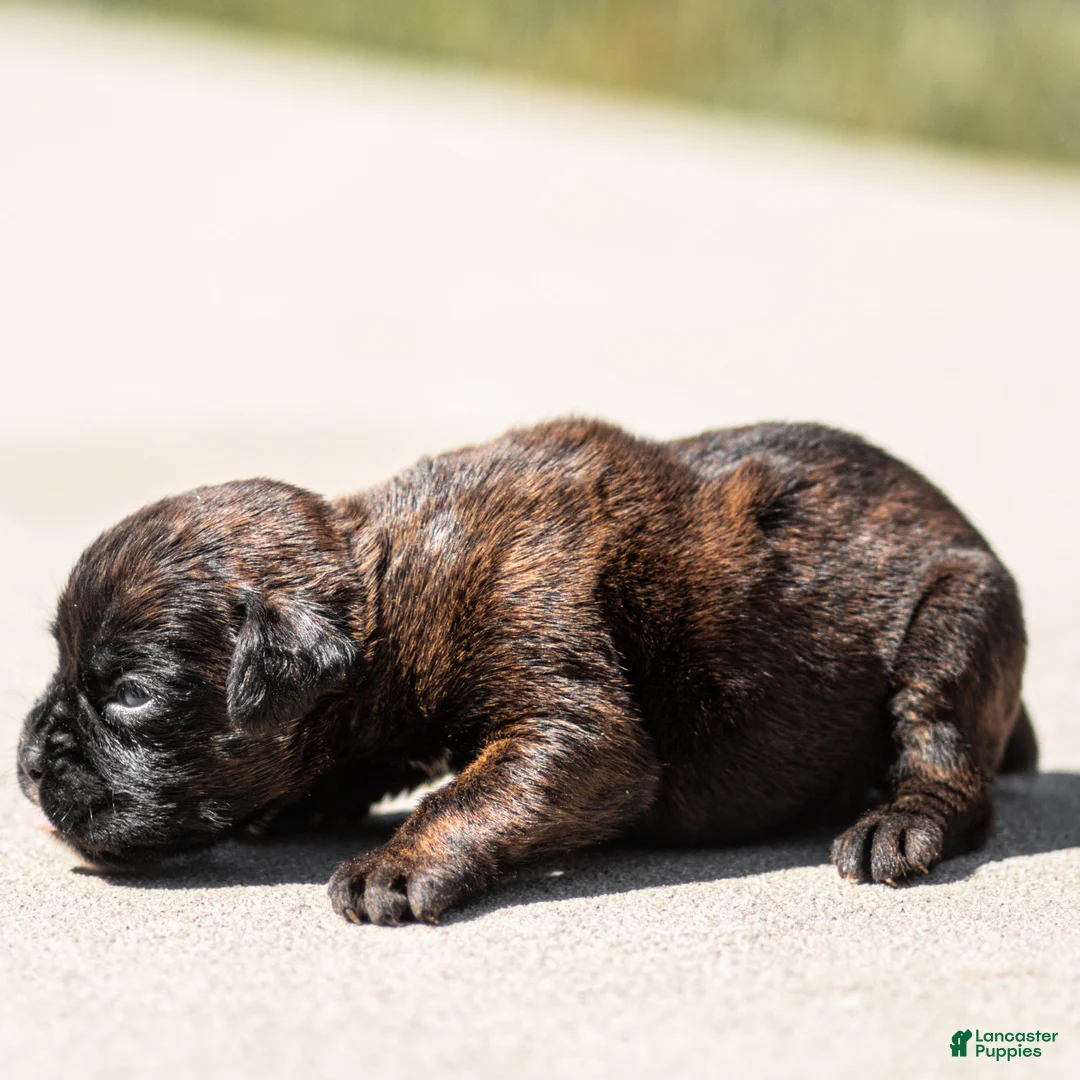 Boxer dogs for sale: Lenny Boxer Puppy  - Ad 4