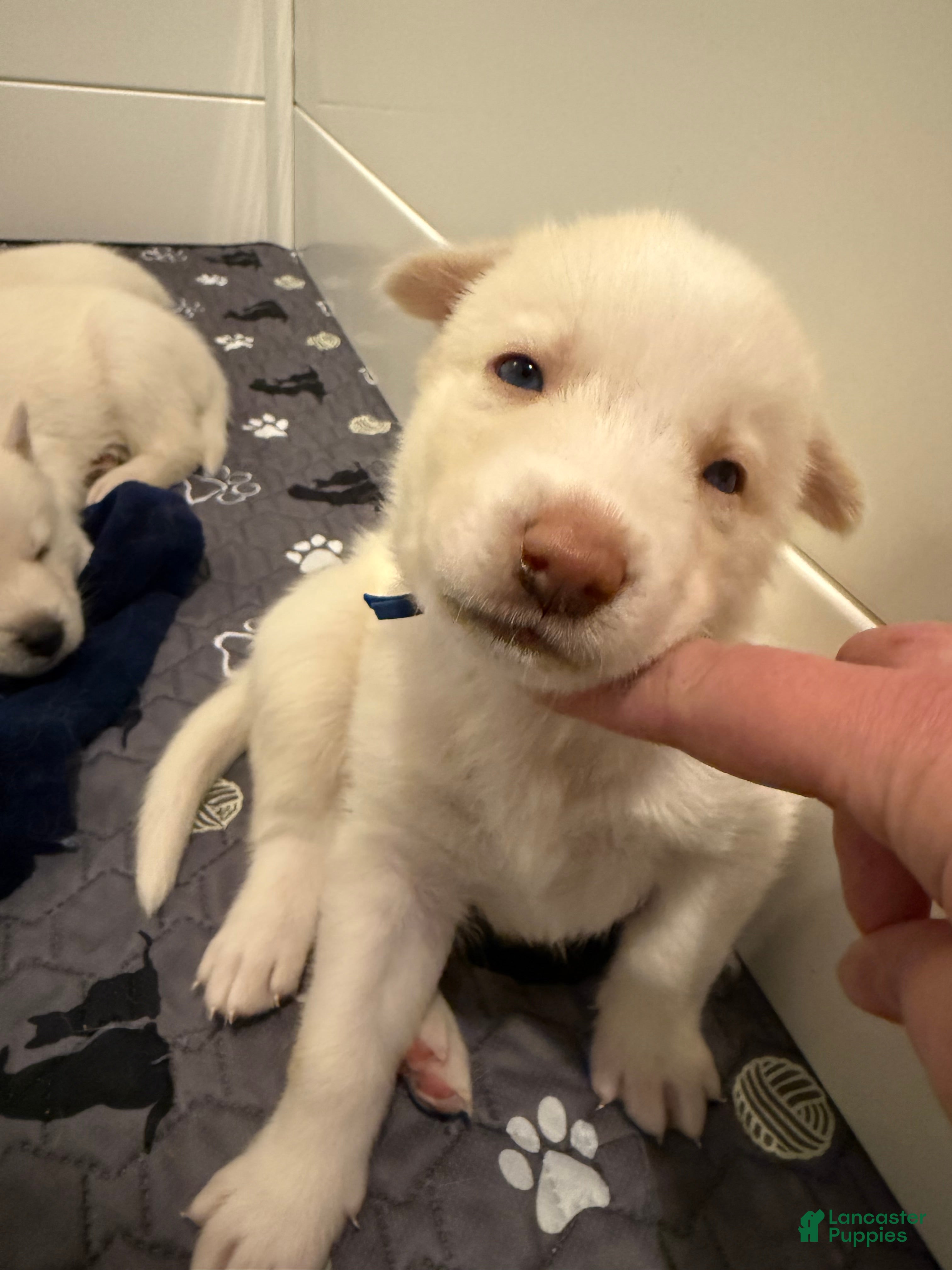 Siberian Husky dogs Blue Collar - Ad 18