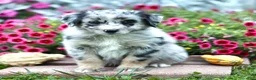 Miniature Australian Shepherd dogs for sale: Larry - Ad 4