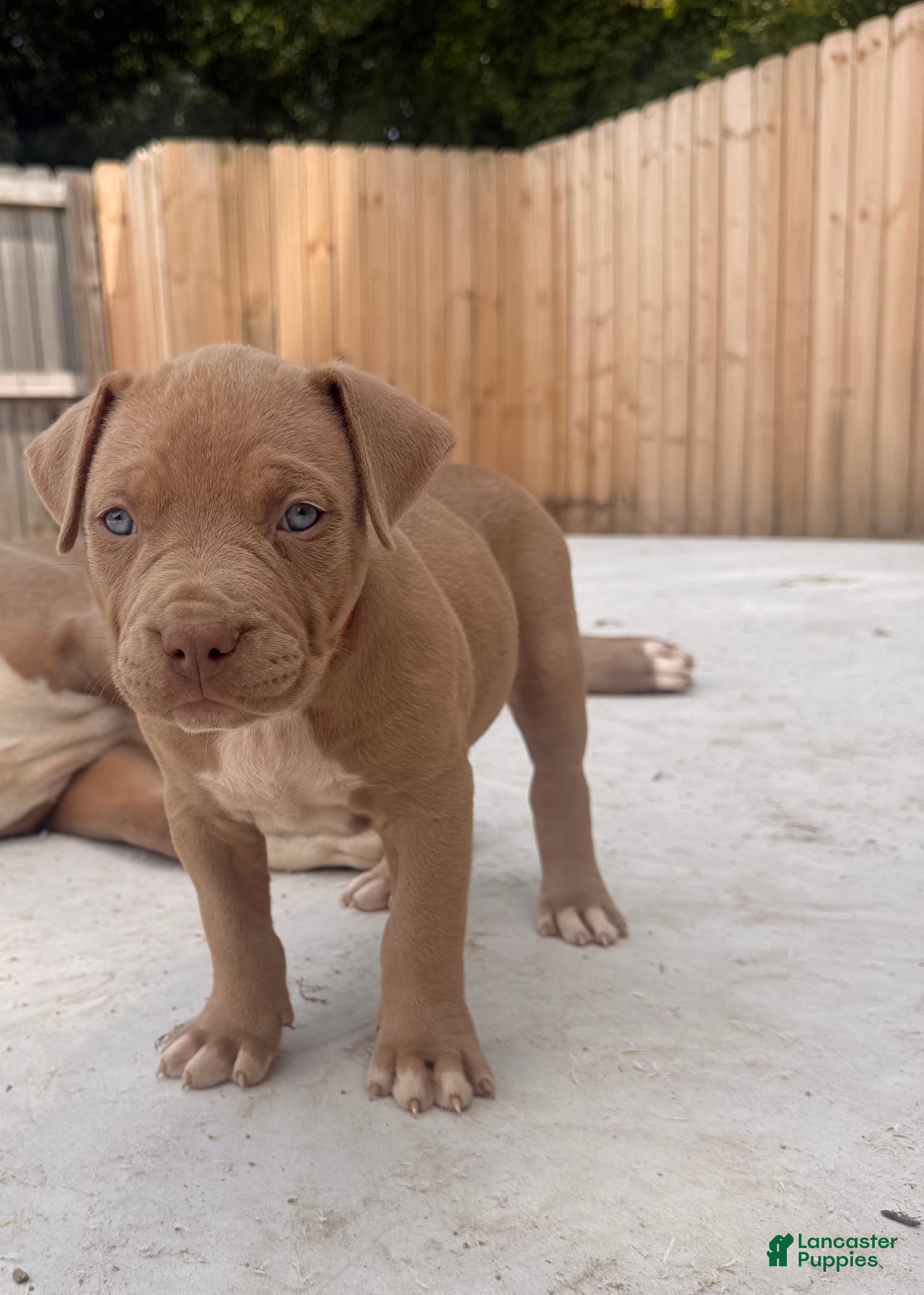 American Bully dogs American Bully Puppy 7 - Ad 36