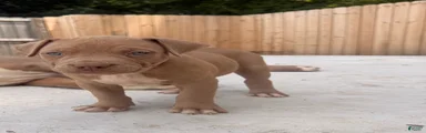 American Bully Puppy 7
