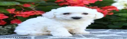 Bichon Frise dogs for sale: Octavia - Ad 4