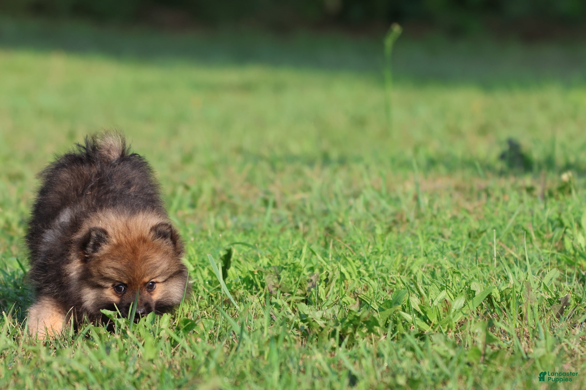 Pomeranian dogs Sable - Ad 2