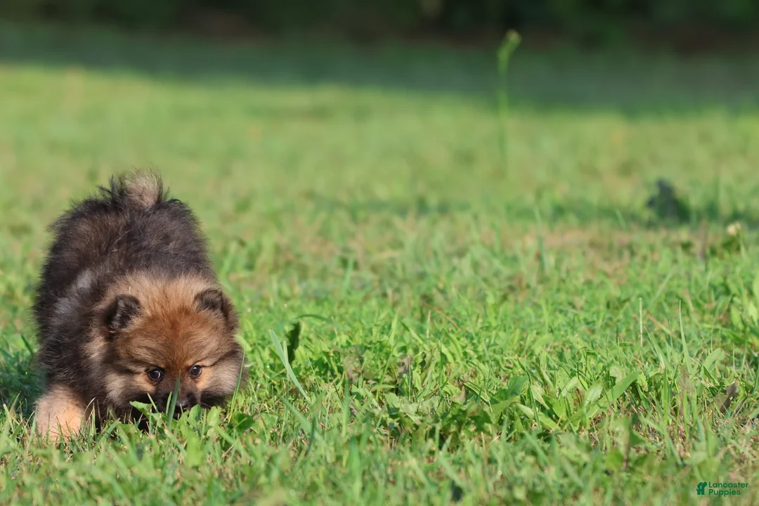 Pomeranian dogs for sale: Sable - Ad 2