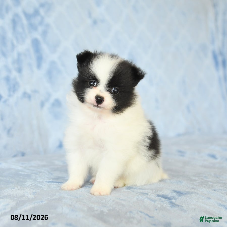 Pomeranian dogs Chase - Ad 2