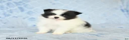 Pomeranian dogs for sale: Chase - Ad 2
