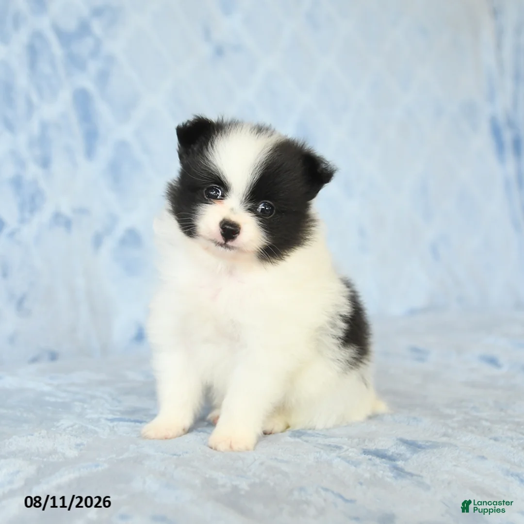 Pomeranian dogs for sale: Chase - Ad 2