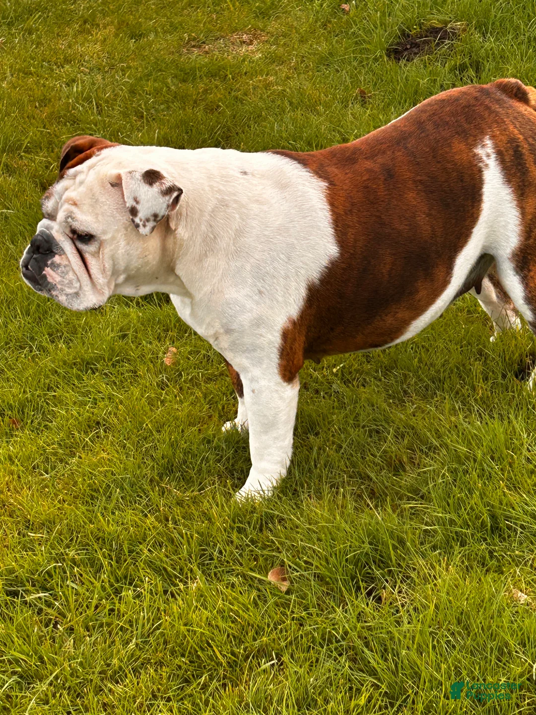 English Bulldog dogs for sale: English Bulldog Puppy 2 - Ad 6