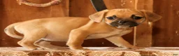 Puggle dogs for sale: GiGi - Ad 4