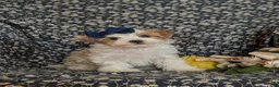 Maltipoo dogs for sale: Jocelyn 6 lbs Full Grown - Ad 8