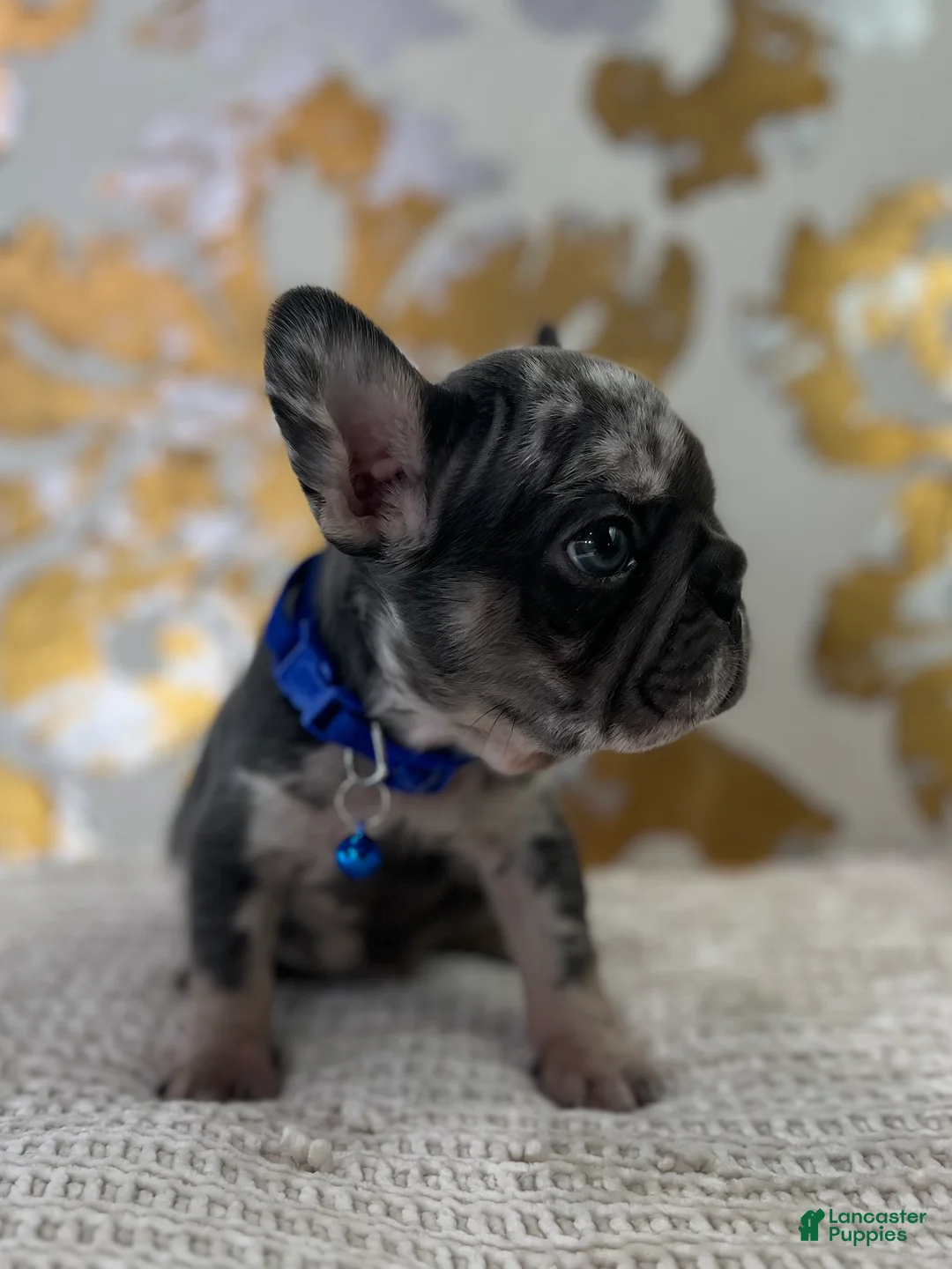 French Bulldog dogs for sale: Oreo - Ad 3