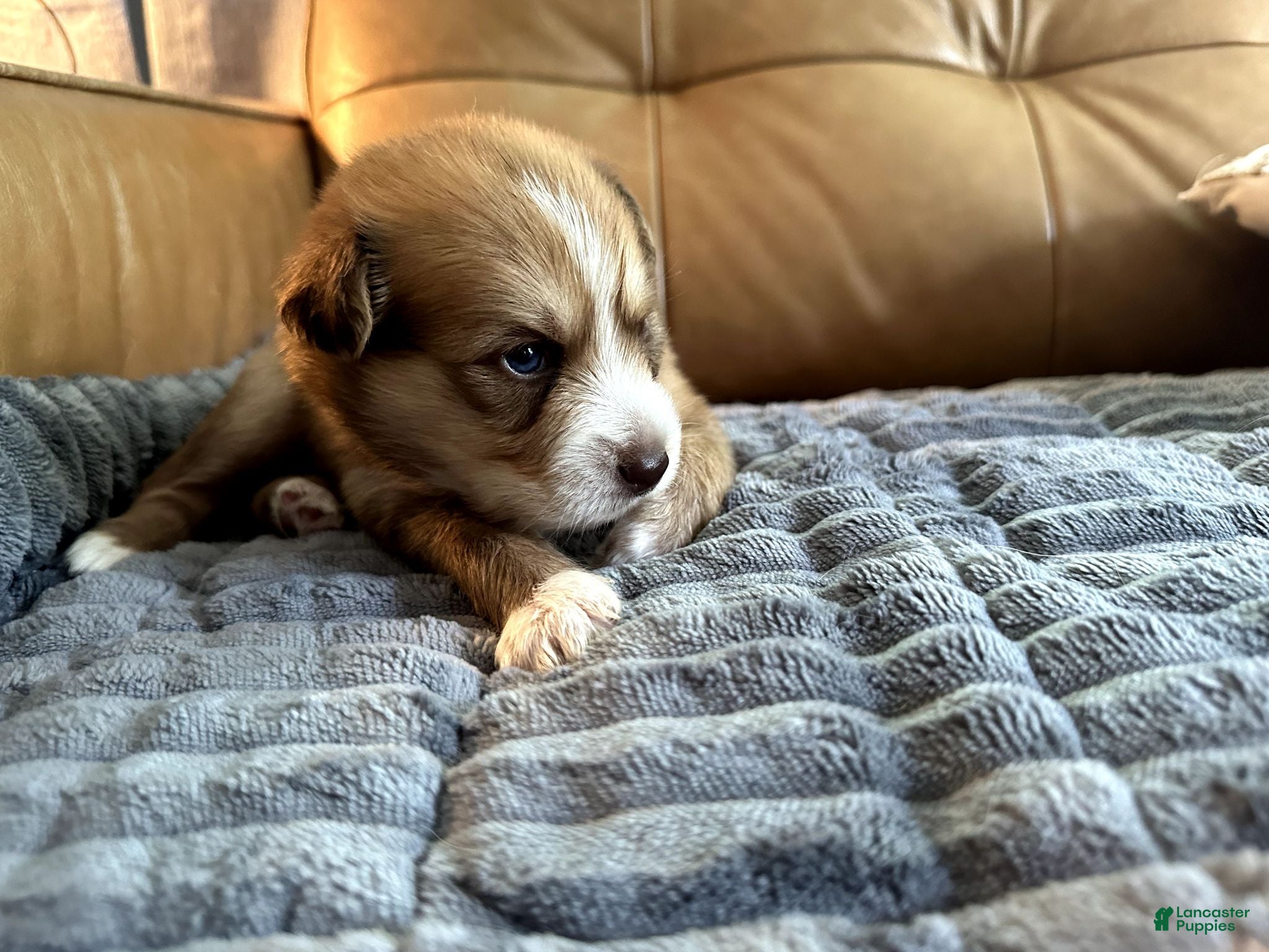 Mixed Breed dogs Big Blue - Boy - Ad 2