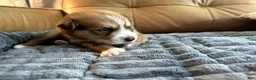 Mixed Breed dogs for sale: Big Blue - Boy - Ad 2