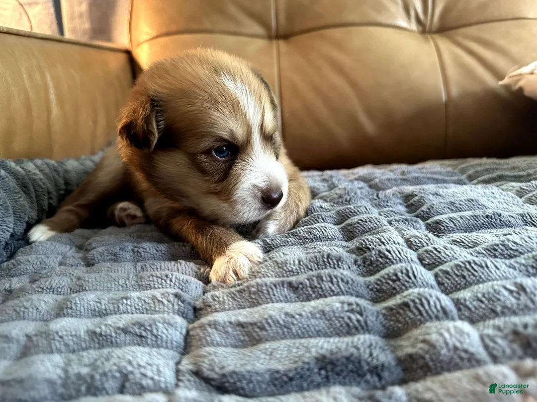 Mixed Breed dogs for sale: Big Blue - Boy - Ad 2