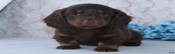 Miniature Dachshund dogs for sale: Anson - Ad 1
