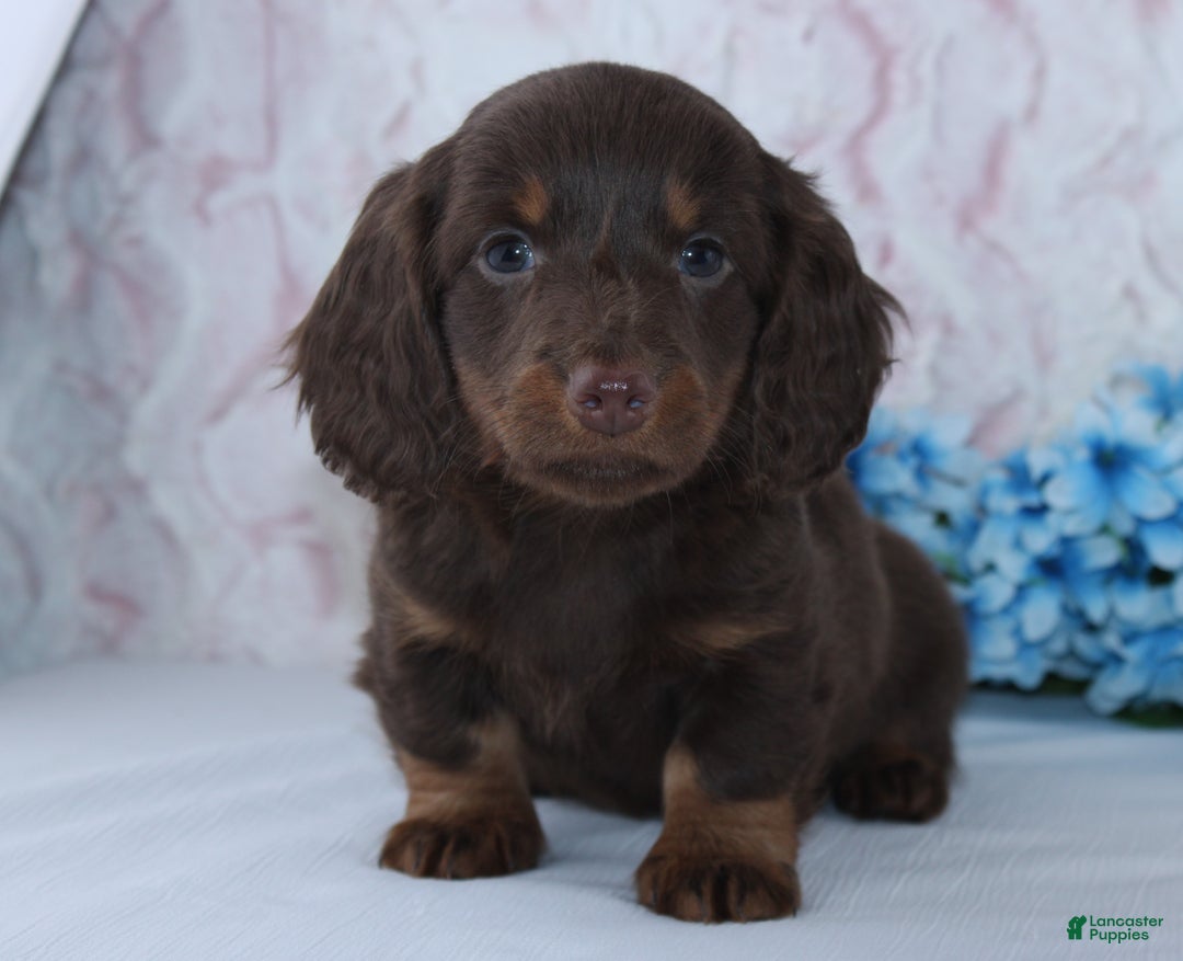Miniature Dachshund dogs for sale: Anson - Ad 1