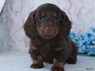 Miniature Dachshund dogs Anson - Ad 37