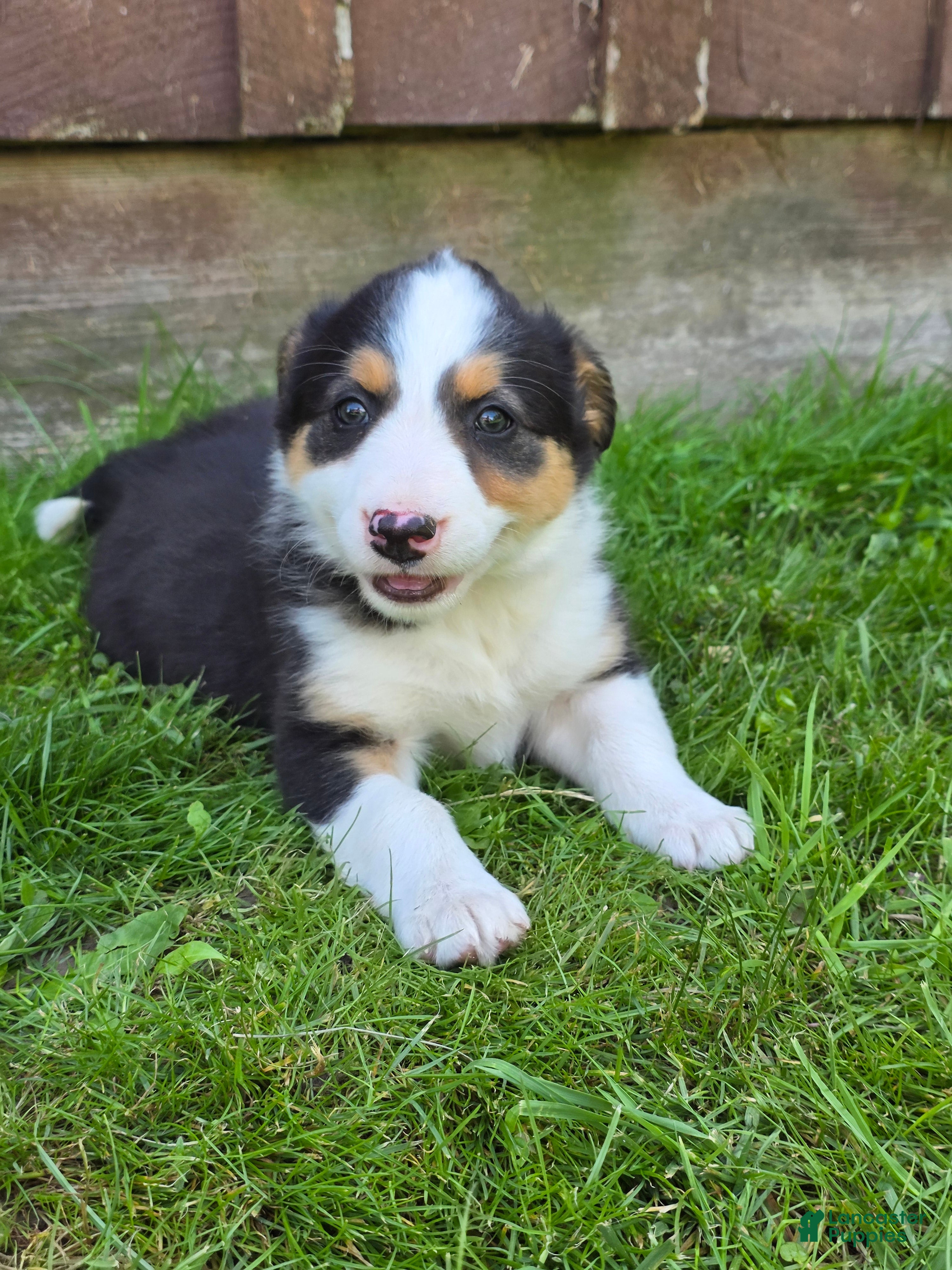 Border Collie dogs Holly - Ad 36