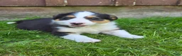 Border Collie dogs for sale: Holly - Ad 1