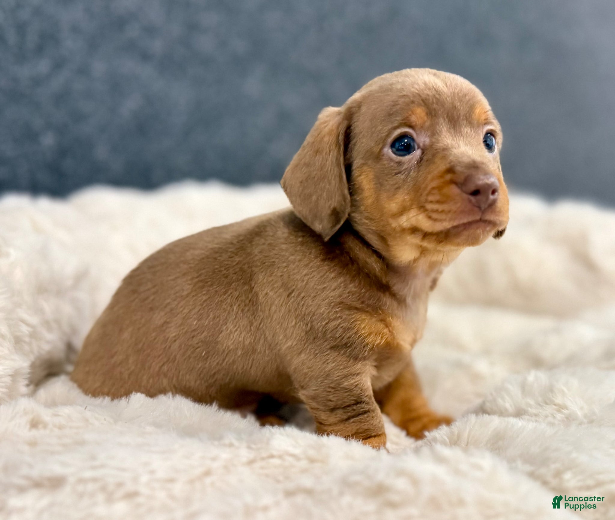 Miniature Dachshund dogs for sale: Milly - Ad 8