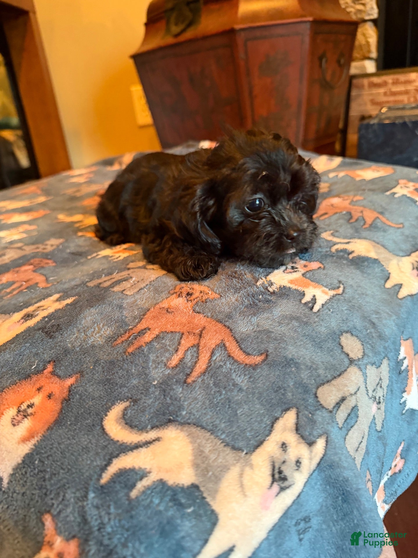 Shihpoo dogs Alonna  - Ad 5