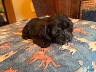 Shihpoo dogs Alonna - Ad 5