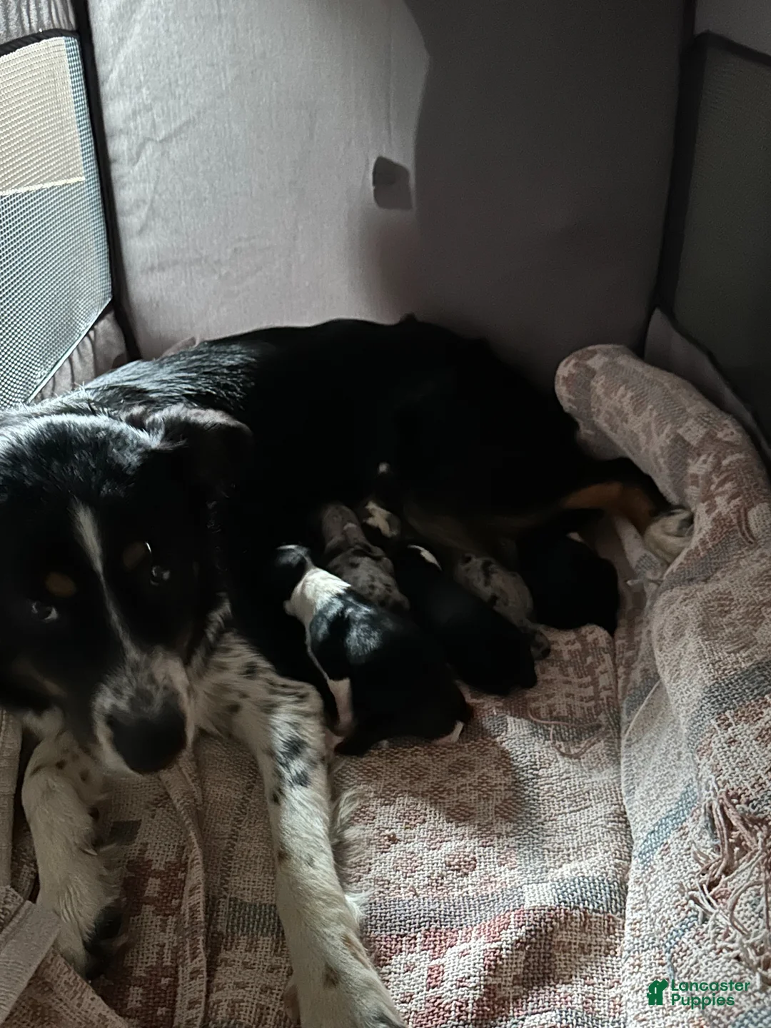 Australian Shepherd dogs for sale: Puppy 5 - Ad 4