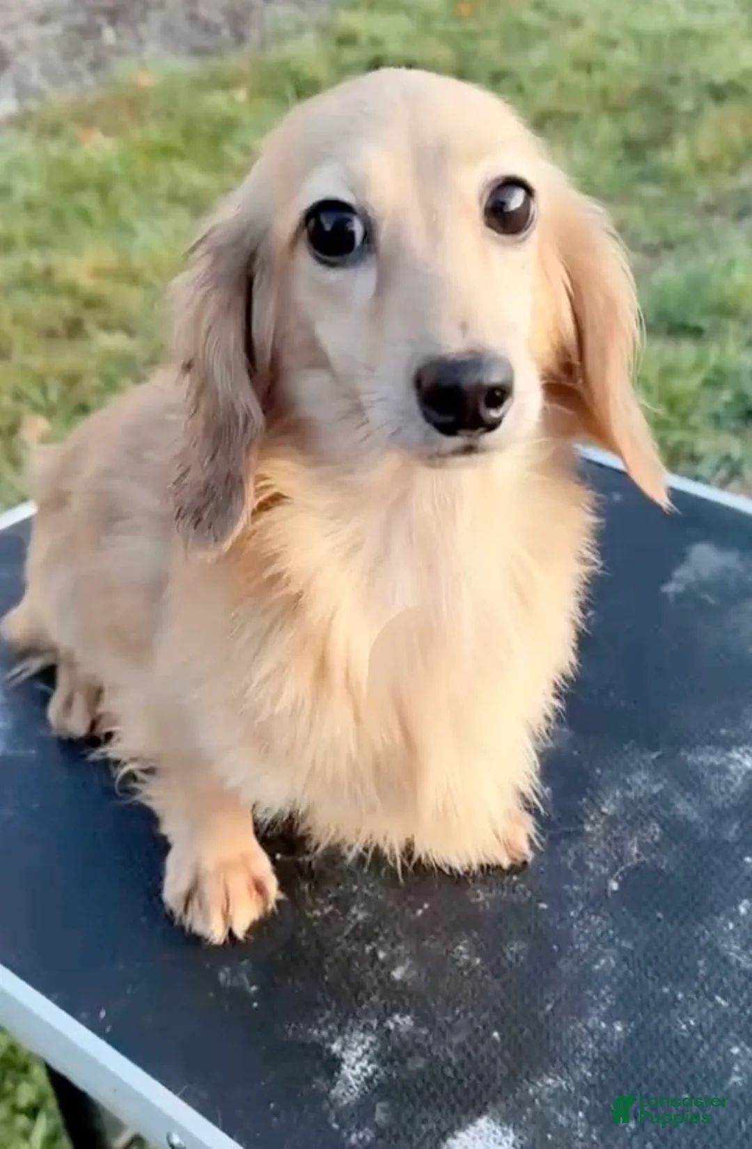 Miniature Dachshund dogs for sale: ee cream girl actualRussian Import age 2 intact - Ad 2