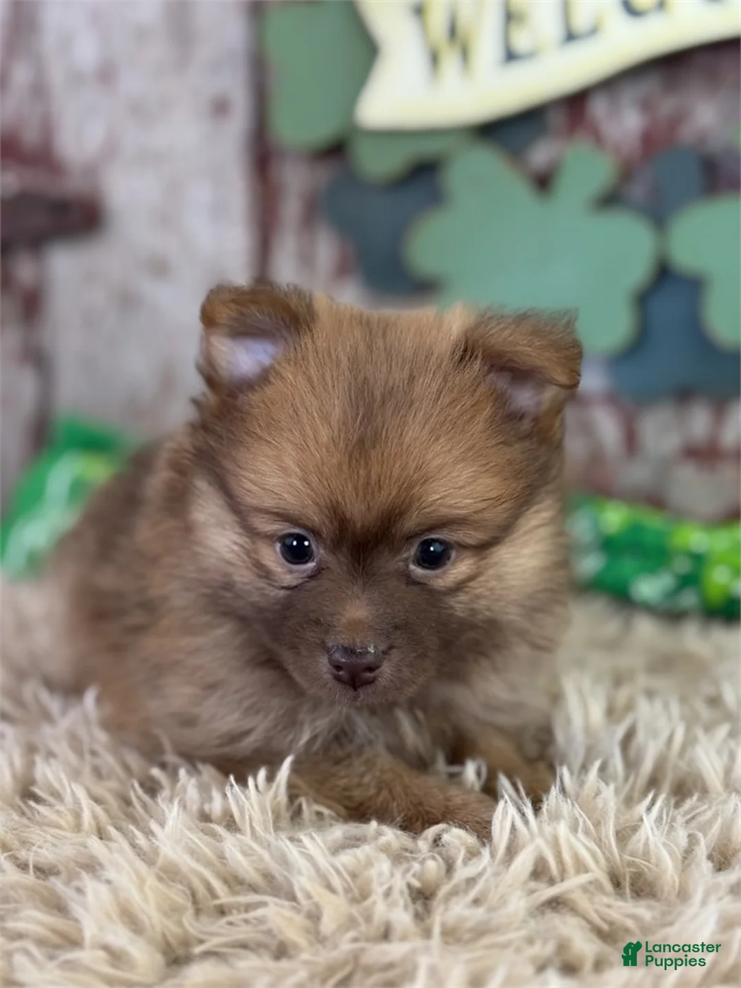 Pomeranian dogs for sale: Pomeranian Puppy 1 - Ad 1