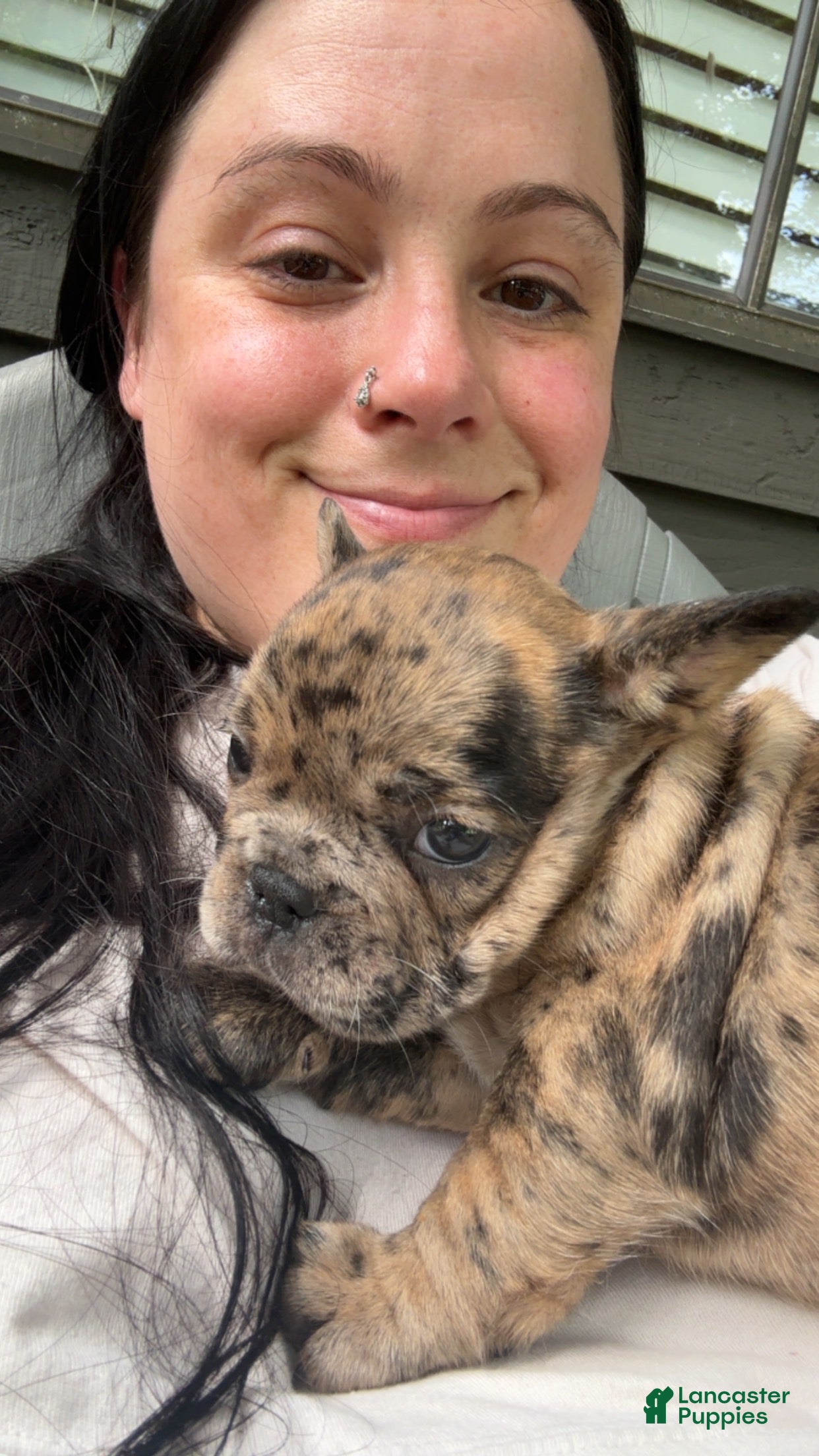 French Bulldog dogs CoCo - Ad 1