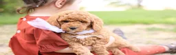 Goldendoodle dogs for sale: Ranger - Ad 6