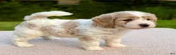 Goldendoodle dogs for sale: Flopsy  - Ad 6