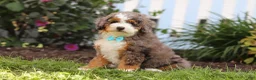 Mini Bernedoodle dogs for sale: Adrian - Ad 3
