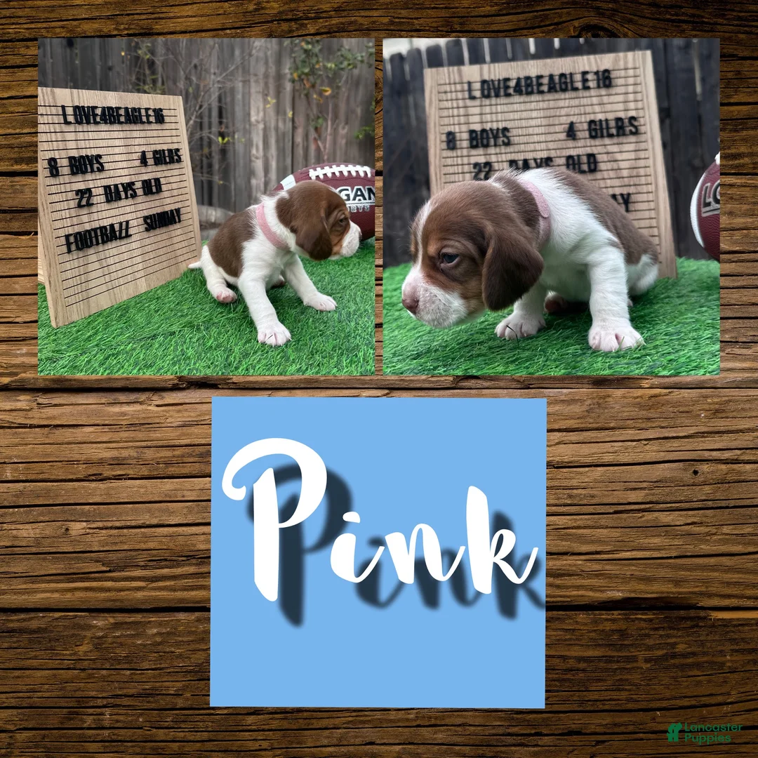 Beagle dogs for sale: Beagle Puppy 7 - Ad 1