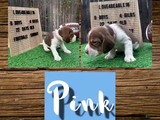 Beagle dogs Beagle Puppy 7 - Ad 30