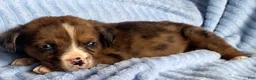 Mixed Breed dogs for sale: Lani - Ad 4