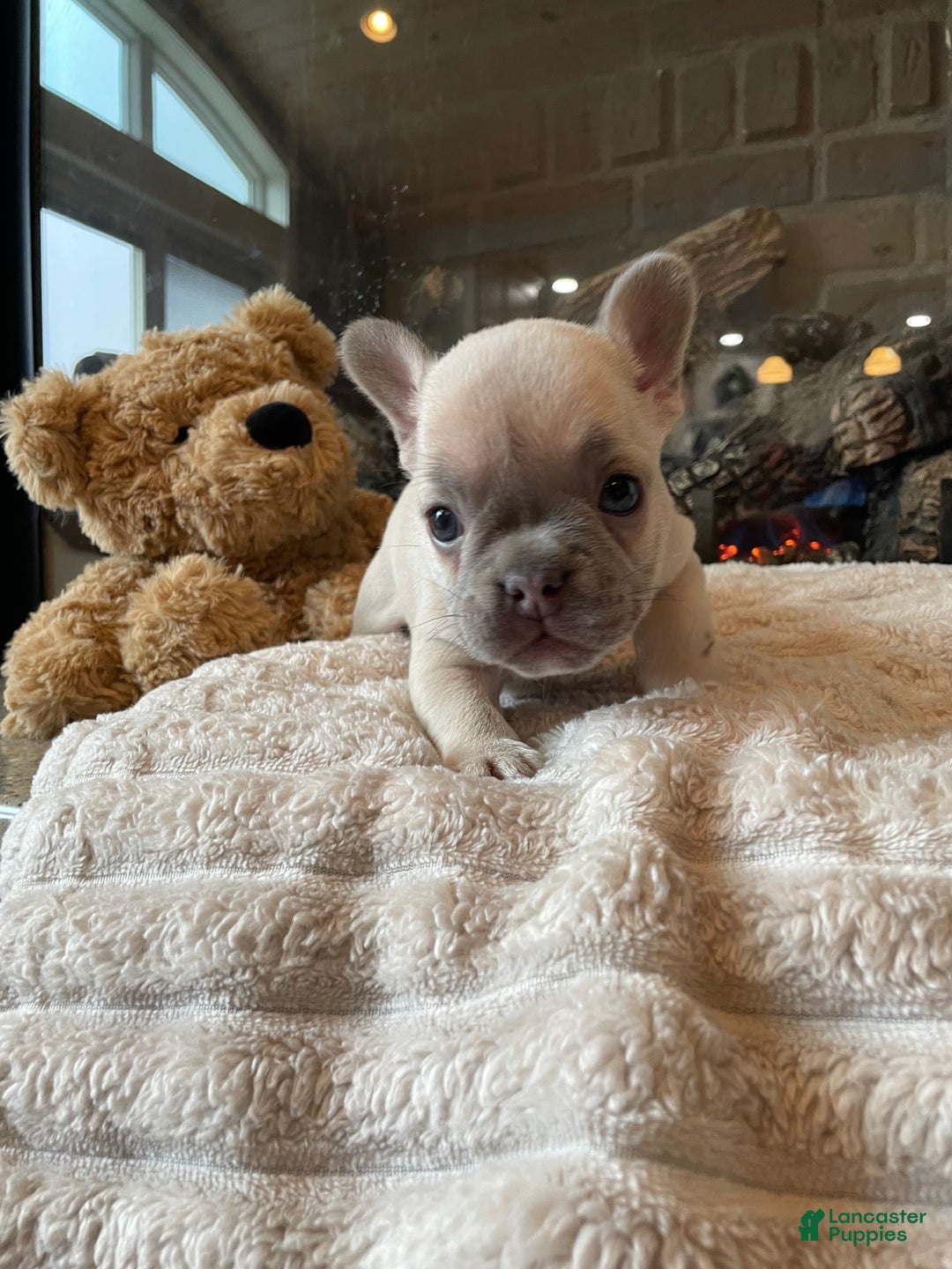 French Bulldog dogs for sale: Bella - Ad 1