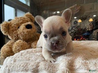 French Bulldog dogs Bella - Ad 40