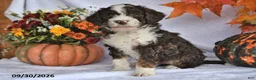 Bernedoodle dogs for sale: Jackie - Ad 3